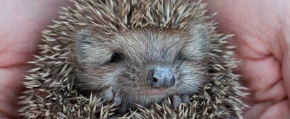 Bildschirmfoto 2020 11 09 um 18 26 49