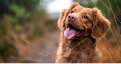 Bildschirmfoto 2020 11 10 um 14 56 44