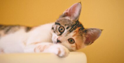 Bildschirmfoto 2020 11 10 um 16 34 32