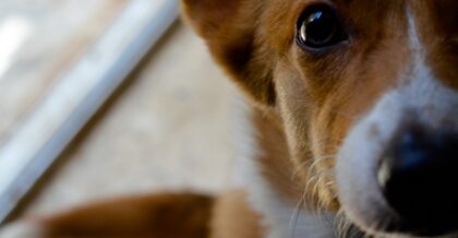 Bildschirmfoto 2020 11 10 um 16 47 38