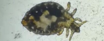 Bildschirmfoto 2025 08 06 um 10 05 18