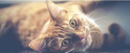 Bildschirmfoto 2025 12 28 um 17 48 20