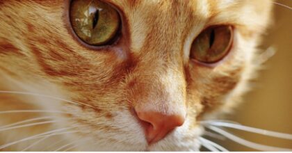 Bildschirmfoto 2025 12 28 um 20 20 09