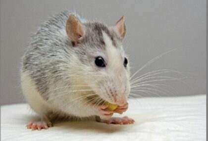 Bildschirmfoto 2025 12 28 um 21 22 29