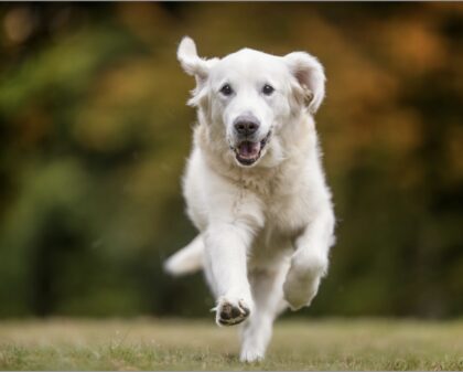 Bildschirmfoto 2026 03 18 um 13 06 16