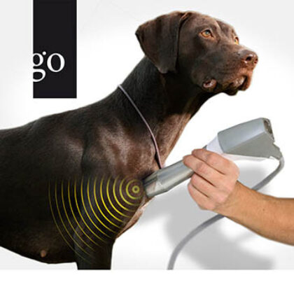 Stosswellentherapie in der Kleintierpraxis