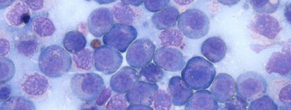 W413 Malignes Lymphom der Katze 1