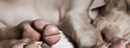 W532 Entwicklungsstoerungen des Knochens bei Hund und Katze 1