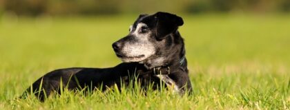 W538 Der alte Hund neurologisch oder orthopaedisch 1