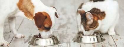 W552 Ernaehrungsfragen in der Tierarztpraxis 1