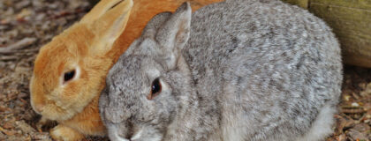 W568 Laboruntersuchungen bei Kaninchen und Nagern 1 1