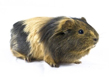 Guinea pig 790349 1920