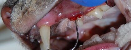 Zahnerkrankungen katze